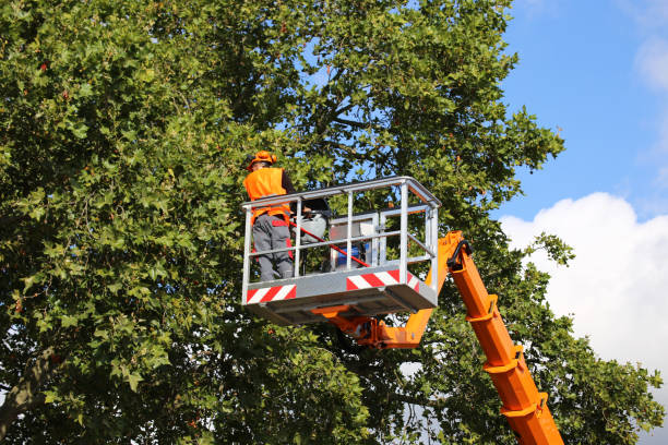 Seasonal Cleanup in New Pekin, IN